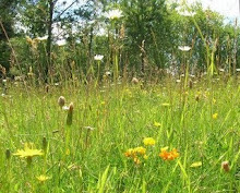 Meadow Flowers