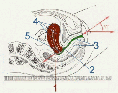 الصحة والجمال كوني عصرية بالصور الشرح التشريحي للمهبل العضو التناسلي للمرأة