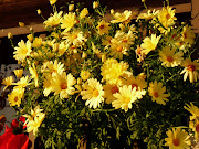 Daisies at Sunset