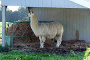 Llama