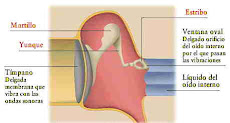 Anatomia del oido