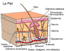 La piel