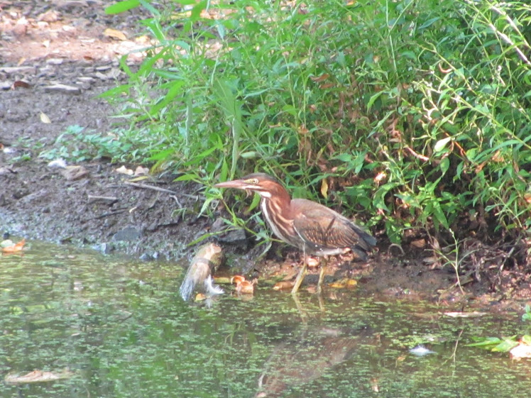 American Bittern