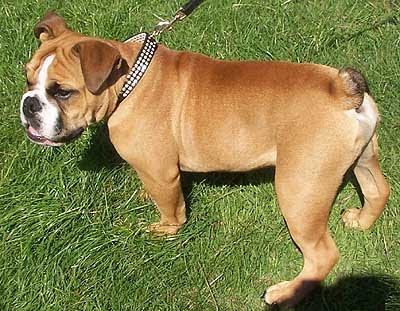 Pet Cute: August 2009