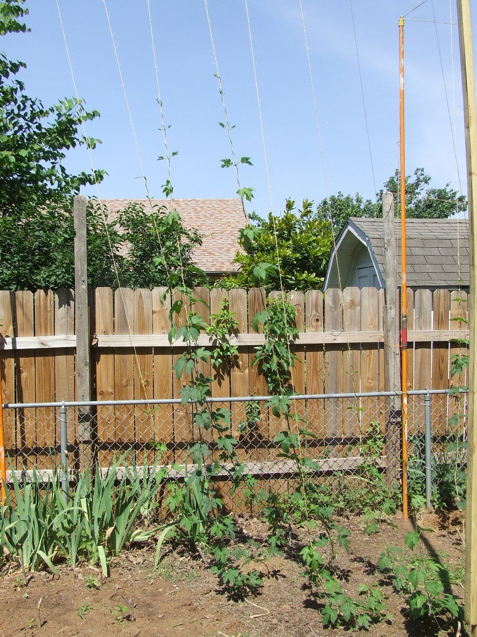 hop trellis
