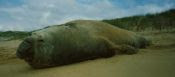 elephant seal WITSAND