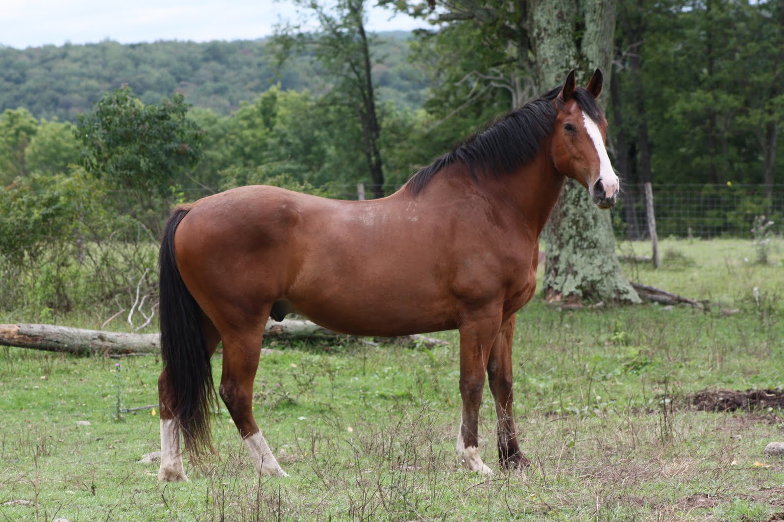 swift star farm blog horsen' around