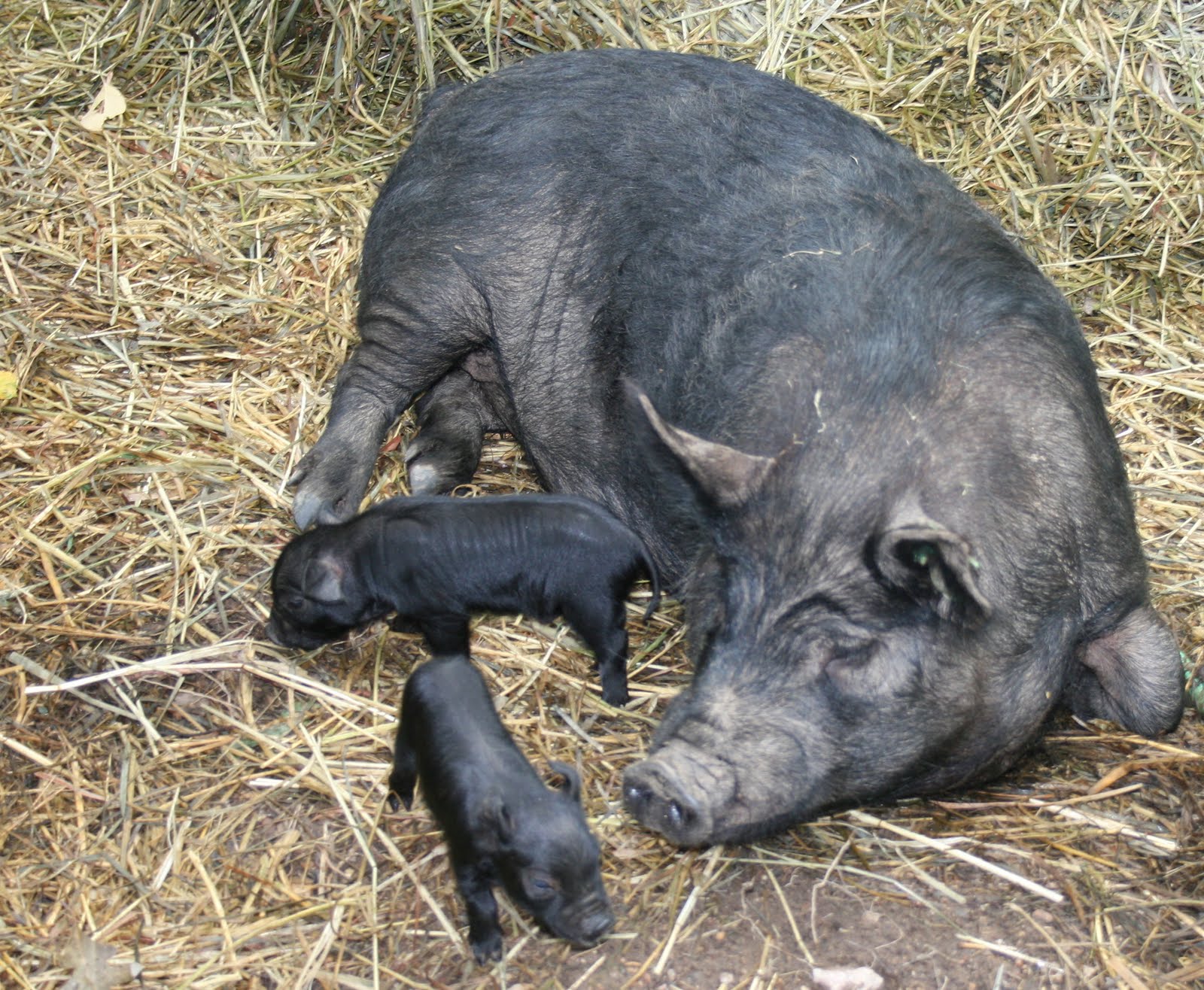 Baby Pig Hunting Clothes Baby Pig Hunting Clothes