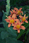 Orange Day Lily and Mullen