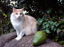 ...del aguacate a salvo de coqueta