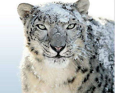 Leopardo Blanco