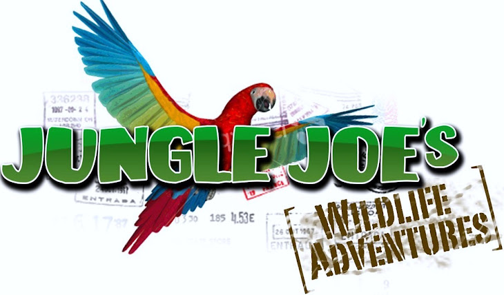 Jungle Joe's Wildlife Adventures