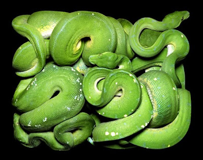 lukisan_ular