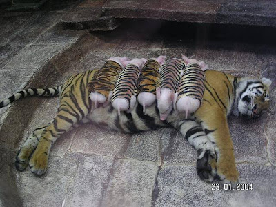 Tiger Mom Loves Baby Piggies