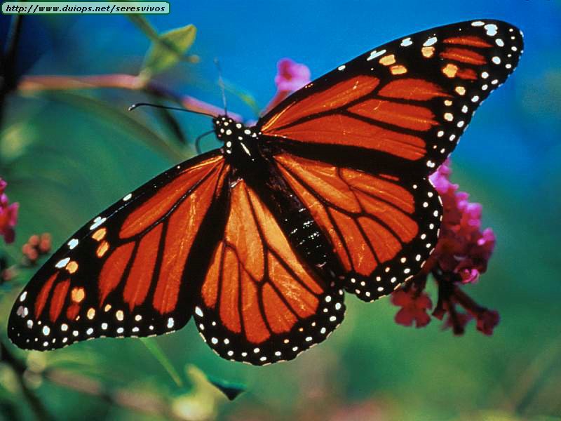 butterfly butterfly