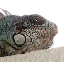 NEMDOMJUANNEMCASANOVA