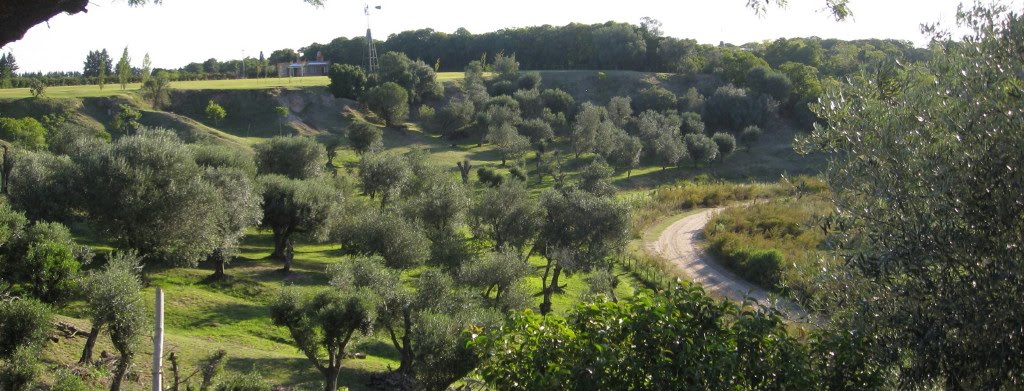 Panoramica de olivares