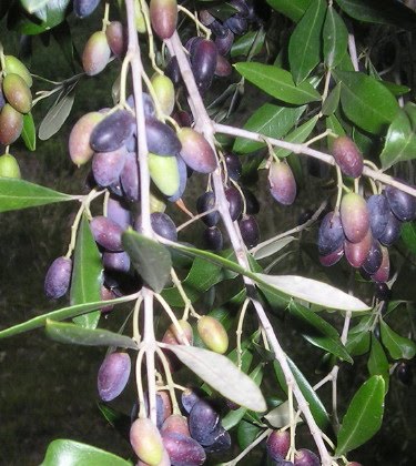 Olivos-variedad frantoio