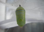 Chrysalis