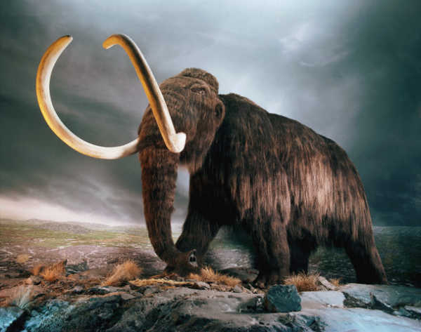 [mammoth.jpg]
