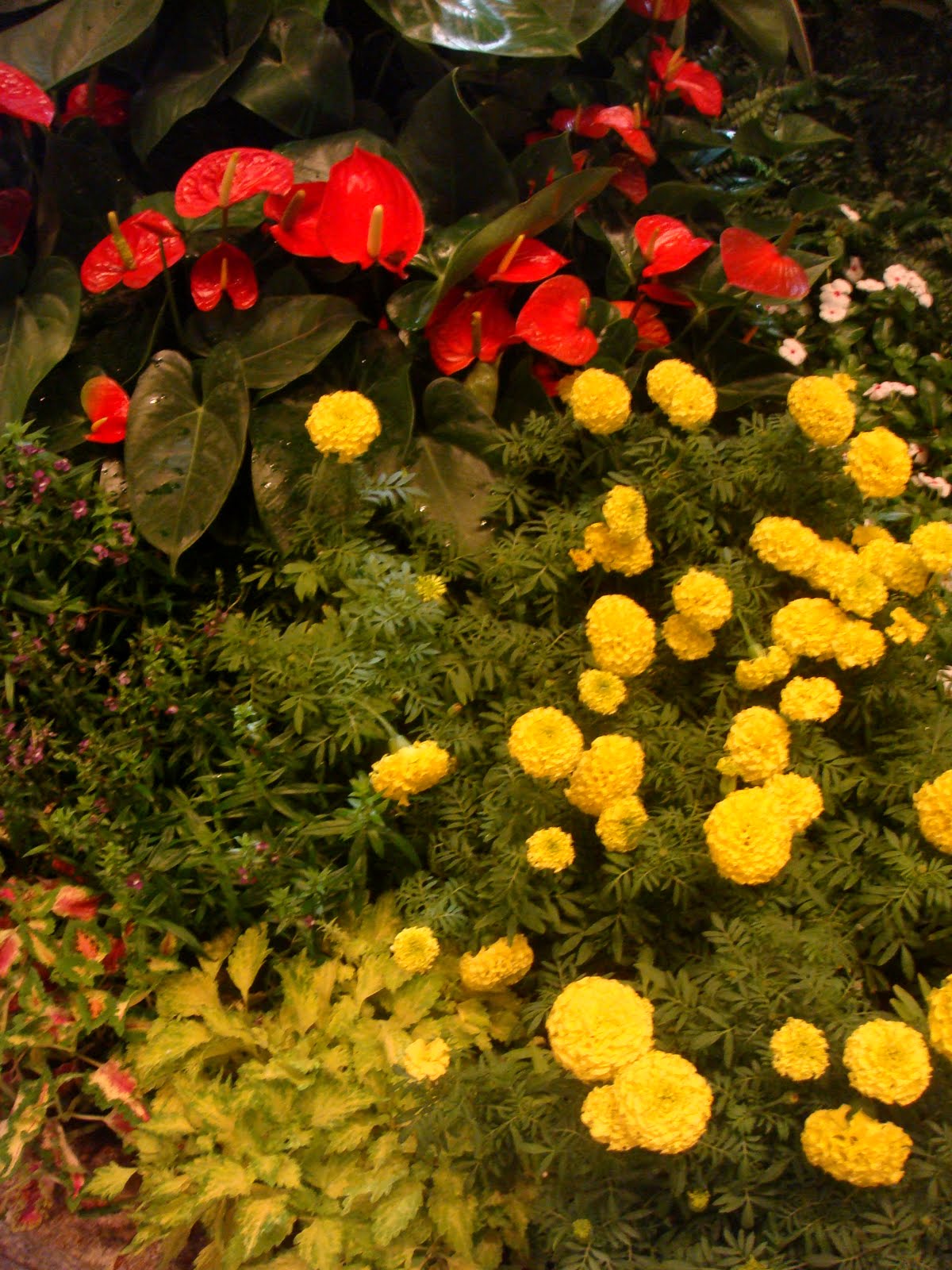 Gardening Dream Inspire SGF Putting Plants Together