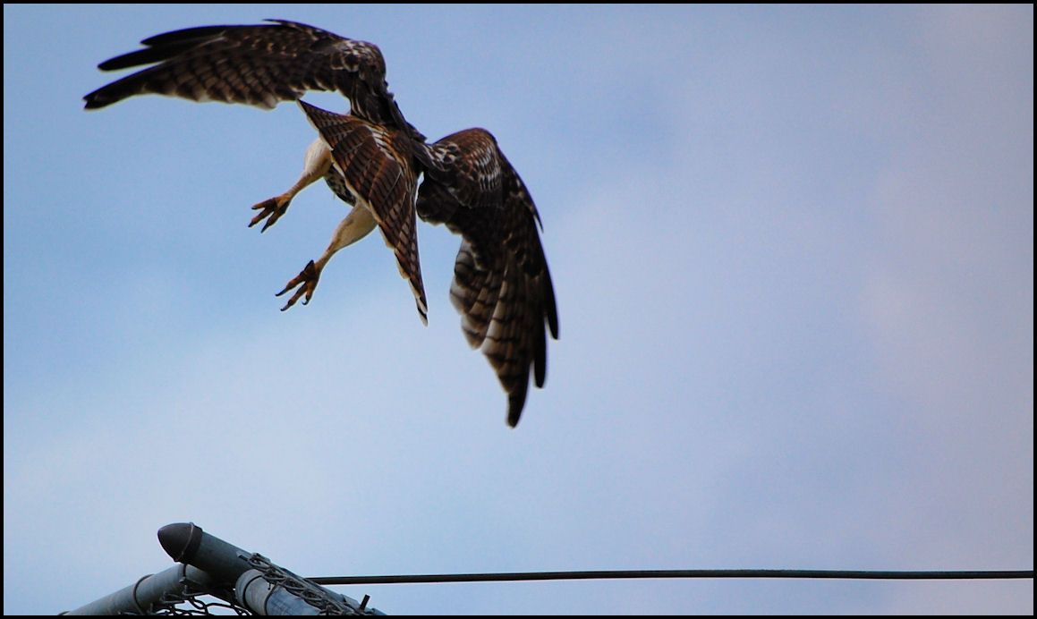 [hawk+3.JPG]