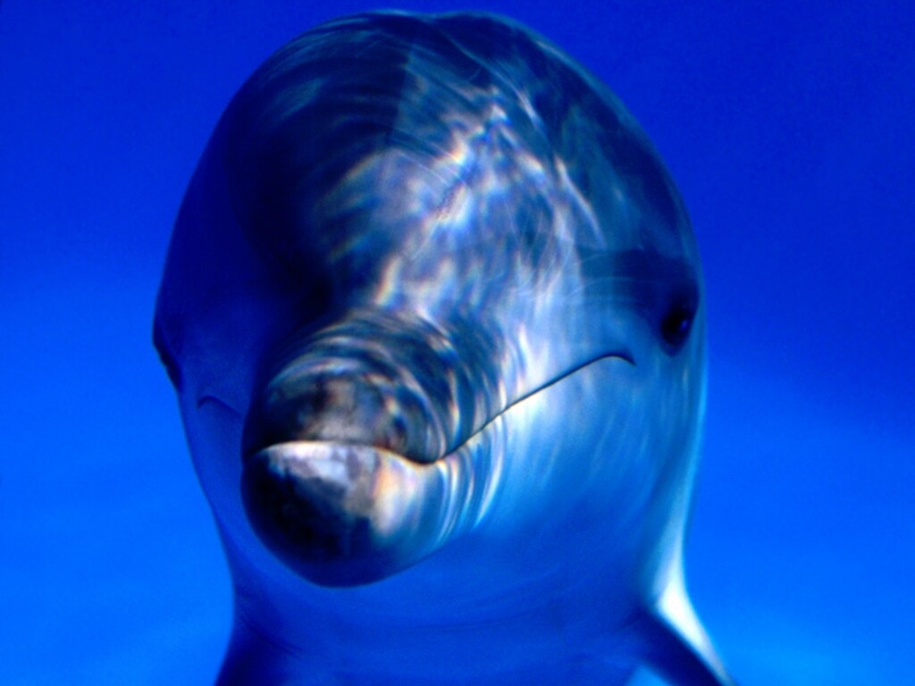 [dolphin_3.jpg]