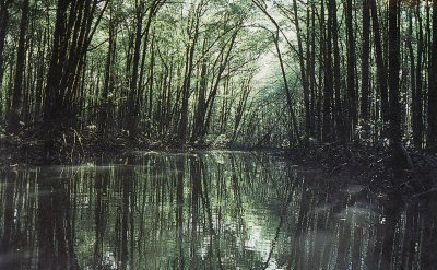 coastal forest at ujungkulon