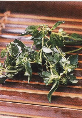 Kemangi (Lemon Basil)