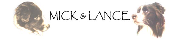 Mick & Lance - Border Collies