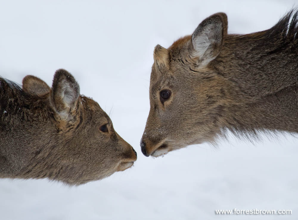 [2010-02-06+Hokkaido_1677-Edit.jpg]