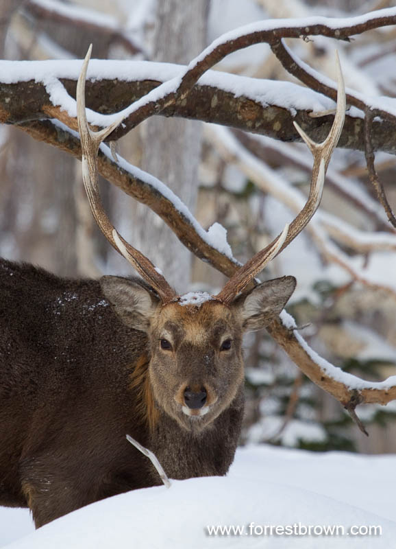 [2010-02-06+Hokkaido_1631.jpg]