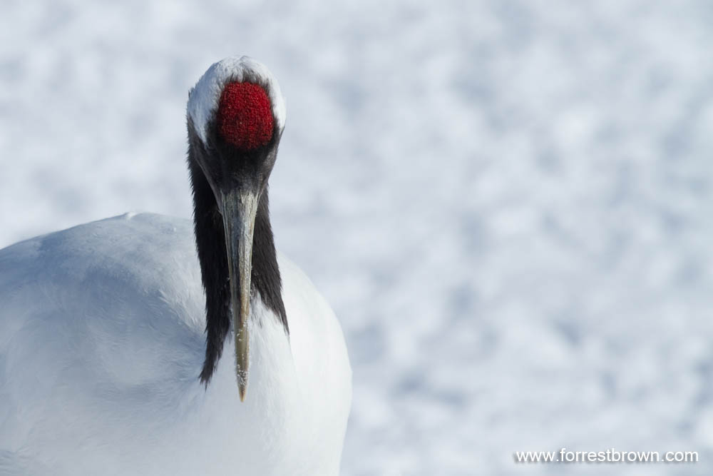 [2010-02-02+Hokkaido_0321.jpg]