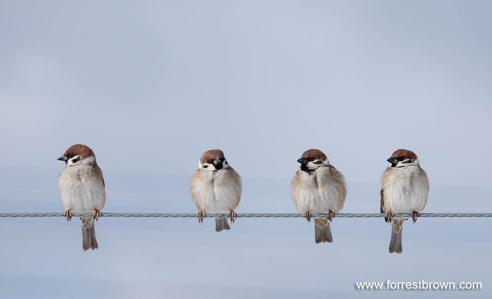 [2010-02-01+Hokkaido_2622.jpg]