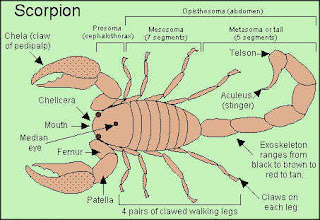 THE WORLD OF INSECTS AND ARACHNIDS: ARACHNIDS I spider arthropoda diagram 