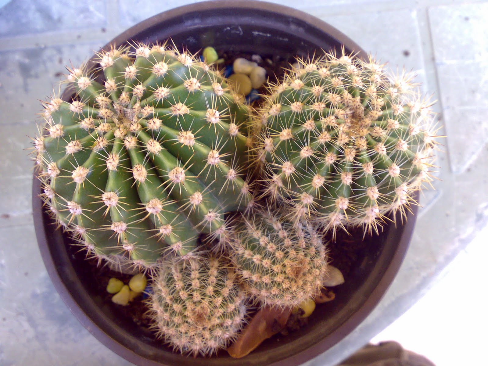 Echinopsis Multiplex Cactus y Suculentas de Amanecer