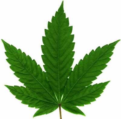 [CANNABIS.bmp]