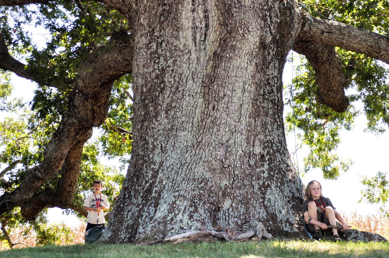 Remarkable Trees of Virginia Oak Ridge Estate White Oak
