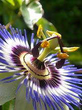 Passion Flower: Photo taken @ Ballard Locks