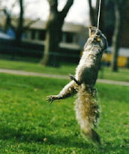Squirrel Fishing: Something I've Always Wanted to Try!