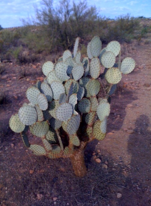 [cactus4.jpg]