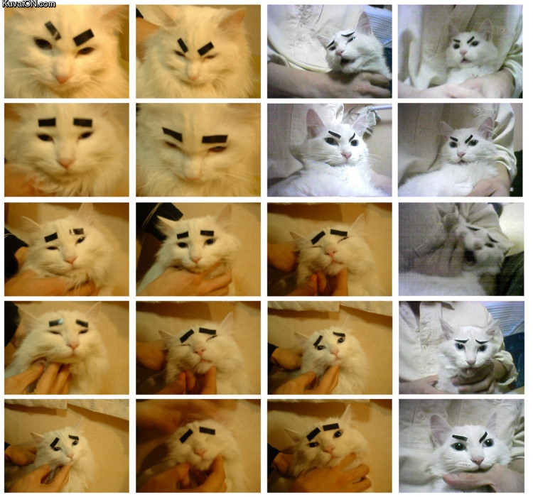 [cats.jpg]