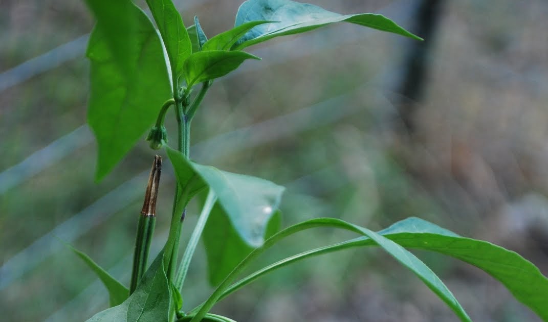 Baby jalapeno plant information