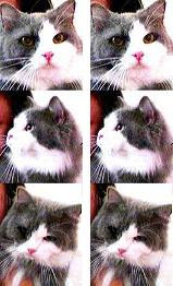 my lovely cats