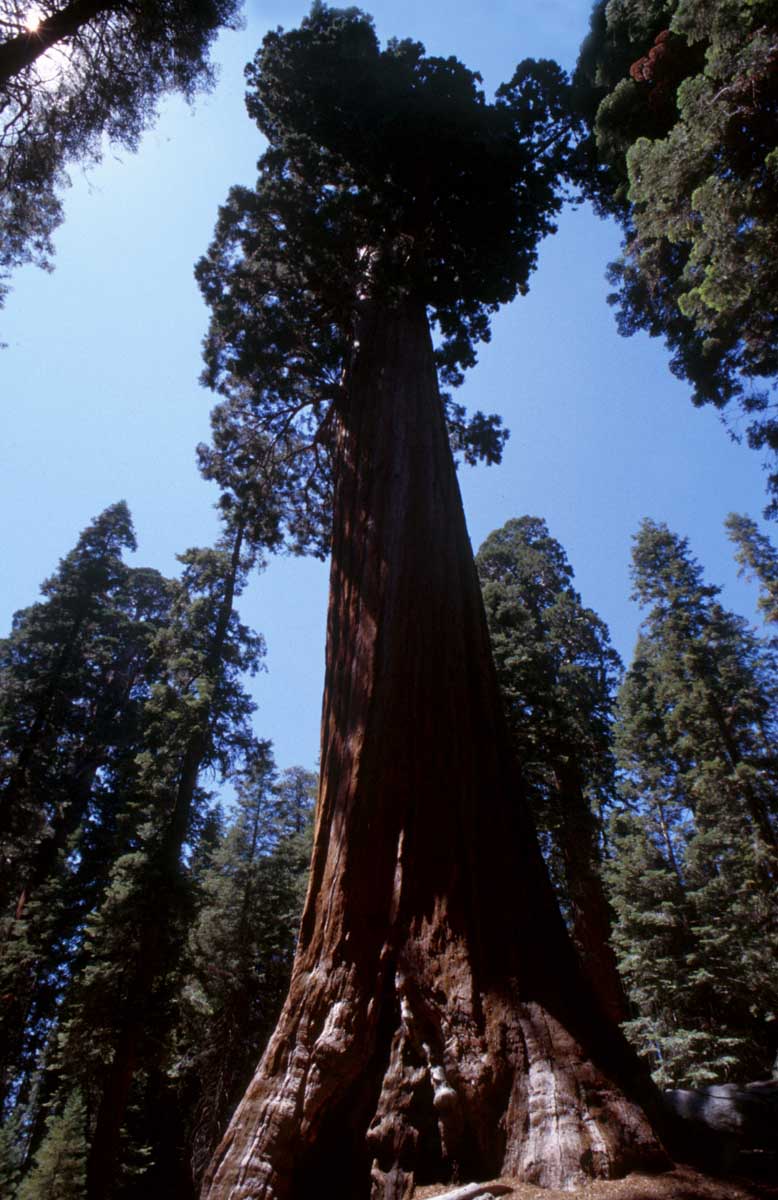 hyperion sequoia