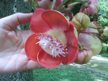 Couroupita guianensis