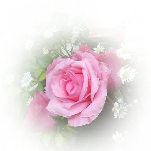 Roses For All Seasons The Meaning Of Pink Love And Graude The Meaning Of Pink Roses Love And Graude