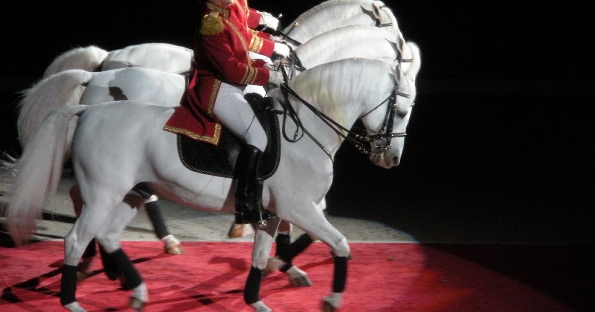 Lipizzaner Show Five O'Clock Somewhere