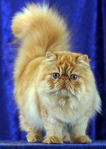 One of the oldest cat breeds,