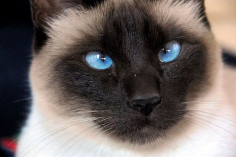 Cats and Kittens: Siamese